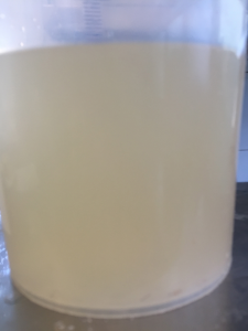 The wild yeast water fase 2